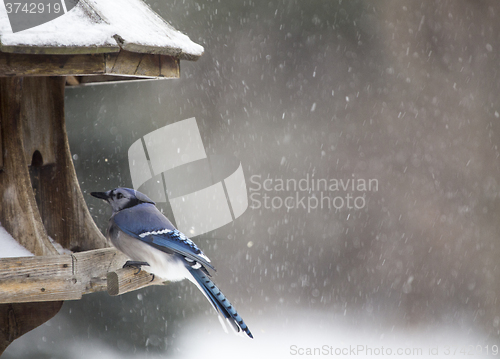 Image of Blue Jay at Bird Feeder Winter