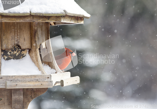 Image of Cardinal at Bird Feeder