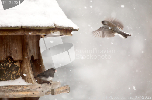 Image of Birds at feeder in Winter