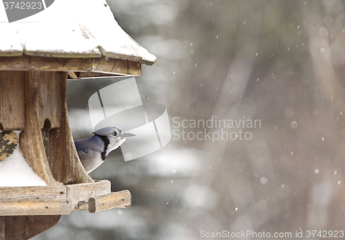 Image of Blue Jay at Bird Feeder Winter
