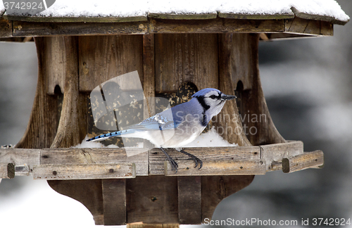 Image of Blue Jay at Bird Feeder Winter