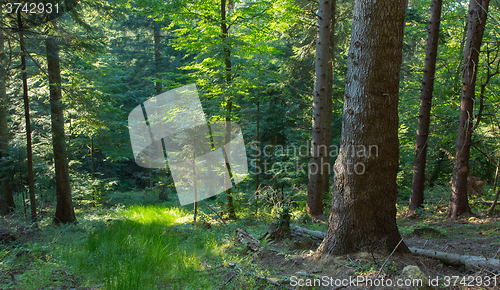 Image of Summer sunset in Bieszczady Mountain coniferous stand