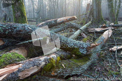 Image of Moss and lichen wrapped tree parts