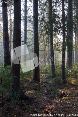 Image of Sunbeam entering rich coniferous forest