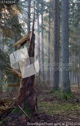 Image of Coniferous stand of Bialowieza Forest in morning