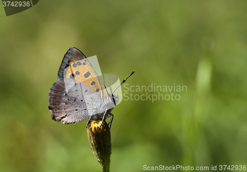 Image of Lycaena phlaeas