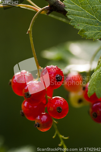 Image of red currants