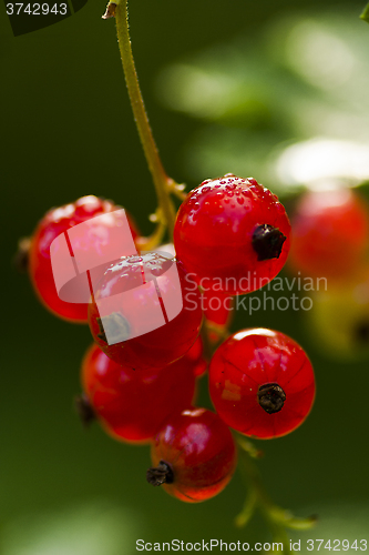 Image of red currants