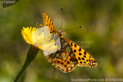 Image of orange butterfly