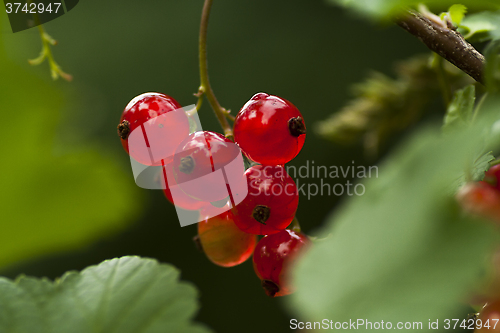 Image of red currents