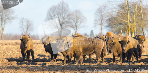 Image of European Bison hurd in winter