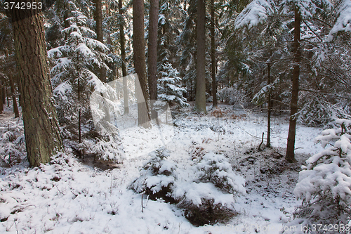 Image of Winter view of natural forest with pine and spruces