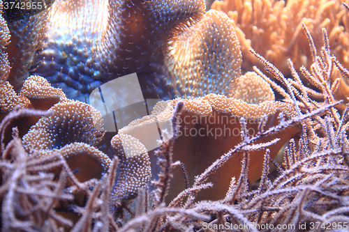 Image of coral sea background