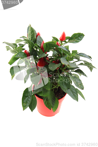 Image of fresh chilli plant