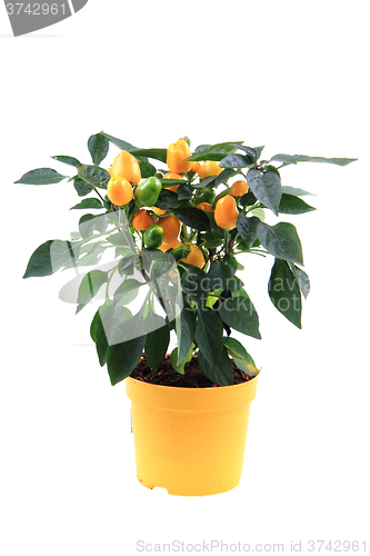 Image of fresh chilli plant