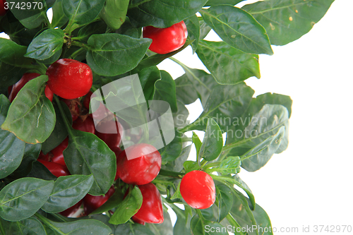 Image of fresh chilli plant