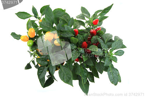 Image of fresh chilli plant