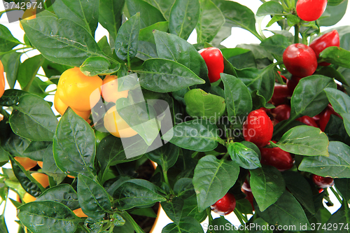 Image of fresh chilli plant