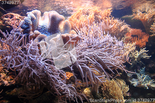 Image of coral sea background