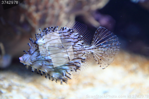Image of exotic coral fish
