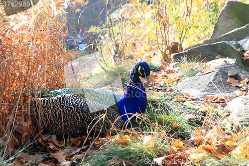 Image of peacock in the autumn nature