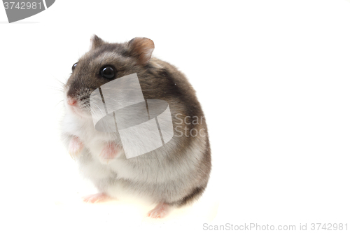 Image of young dzungarian hamster