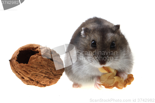 Image of young dzungarian hamster and walnut