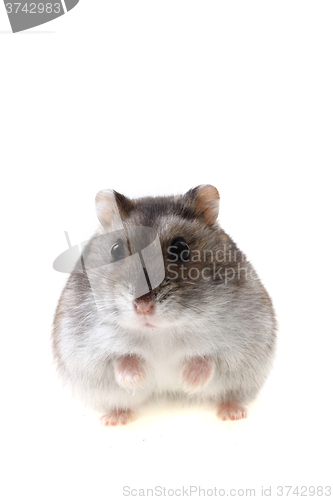 Image of young dzungarian hamster