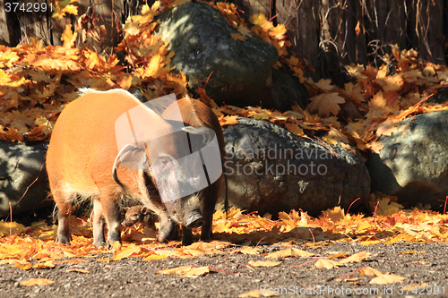Image of wild pigs in the autumn