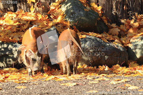 Image of wild pigs in the autumn