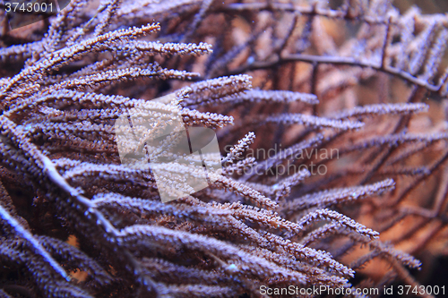 Image of coral sea background