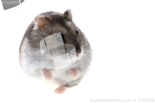 Image of young dzungarian hamster