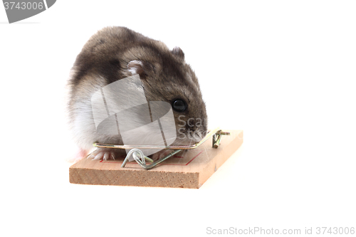 Image of young dzungarian hamster and mousetrap