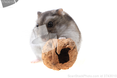 Image of young dzungarian hamster and walnut