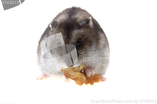 Image of young dzungarian hamster and walnut