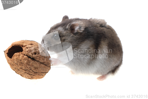 Image of young dzungarian hamster and walnut