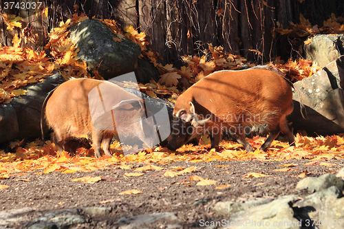 Image of wild pigs in the autumn