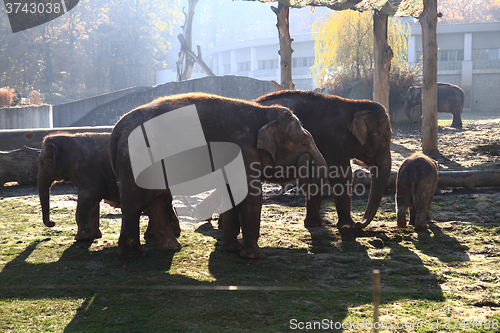 Image of nice elephant family 