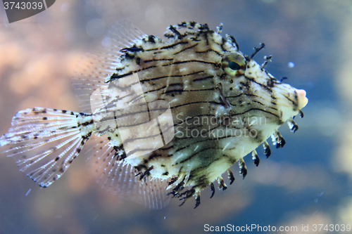 Image of exotic coral fish