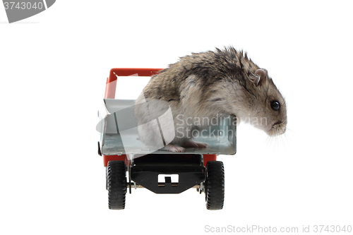 Image of young dzungarian hamster in the toy car