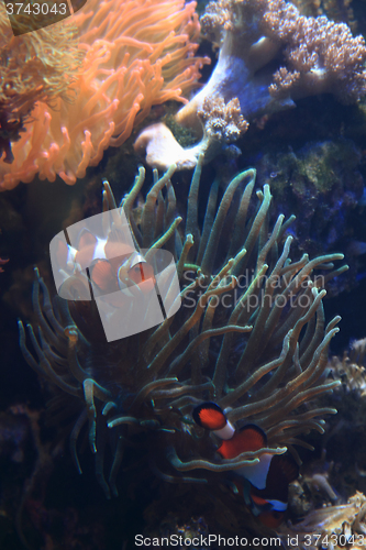 Image of clown fish nemo