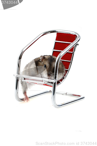 Image of young dzungarian hamster in the chair