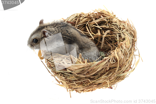 Image of young dzungarian hamster in the nestle