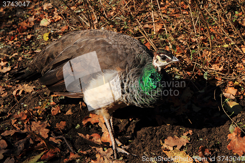 Image of peacock in the autumn nature