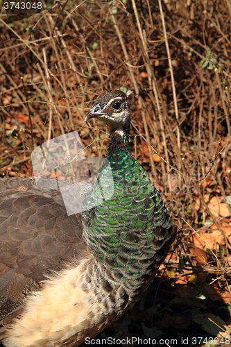 Image of peacock in the autumn nature