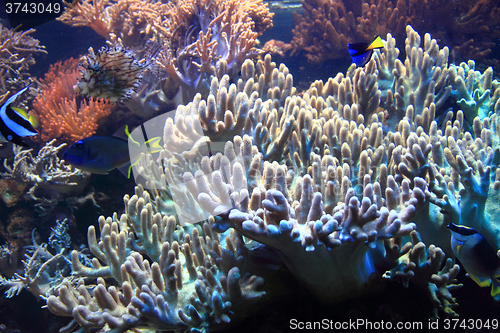 Image of coral sea background