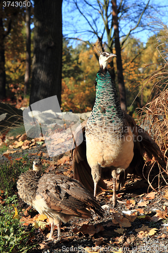 Image of peacock in the autumn nature