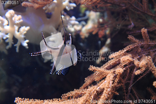 Image of exotic coral fish