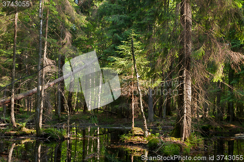Image of Natural stand of Bialowieza Forest with standing water