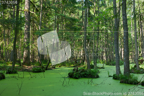 Image of Natural stand of Bialowieza Forest with standing water and Duckweed